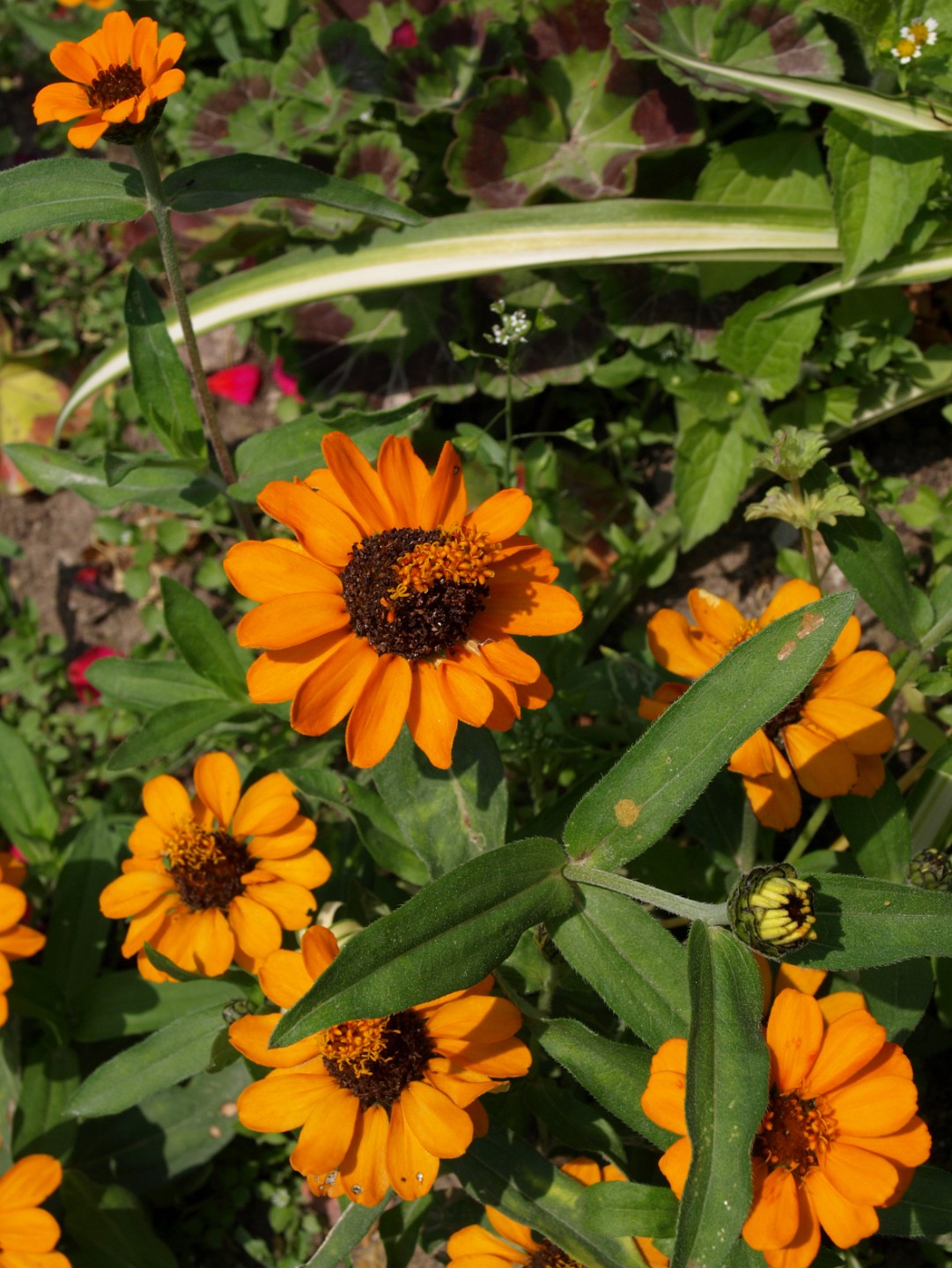 Orange Flowers Bathing in Sunlight